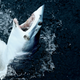 A mako shark caught on a line during a fishing competition.